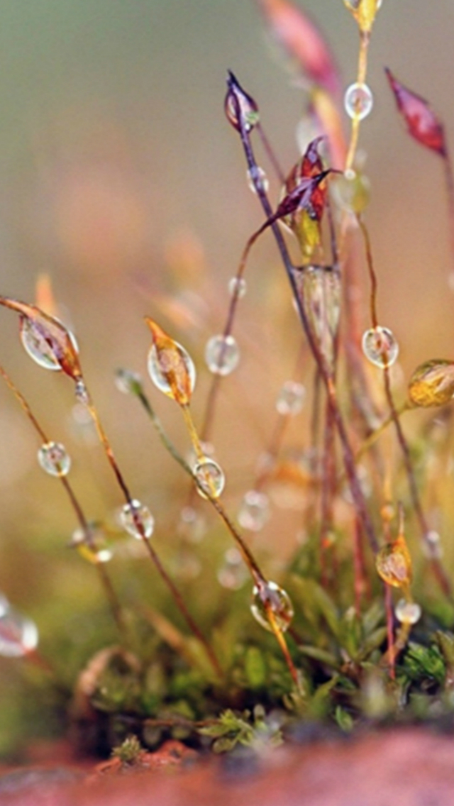 Wet Weed Plant Water Drop Bokeh iPhone wallpaper 