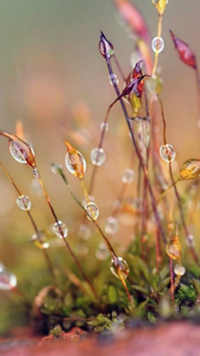 640x1136 Wet Weed Plant Water Drop Bokeh - water drop iPhone Wallpaper