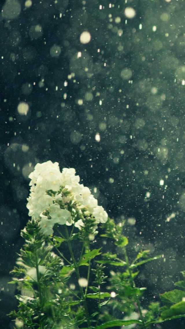 Natural Rainy Falling Bokeh Flare Pure Beautiful Flower iPhone wallpaper 