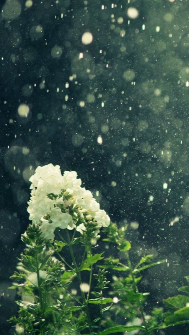 640x1136 Natural Rainy Falling Bokeh Flare Pure Beautiful Flower - natural iPhone Wallpaper