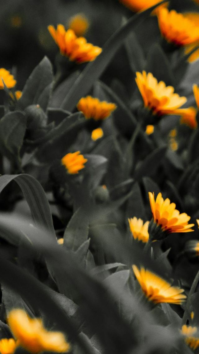 640x1136 Orange Flowers Black White Photo - garden iPhone Wallpaper