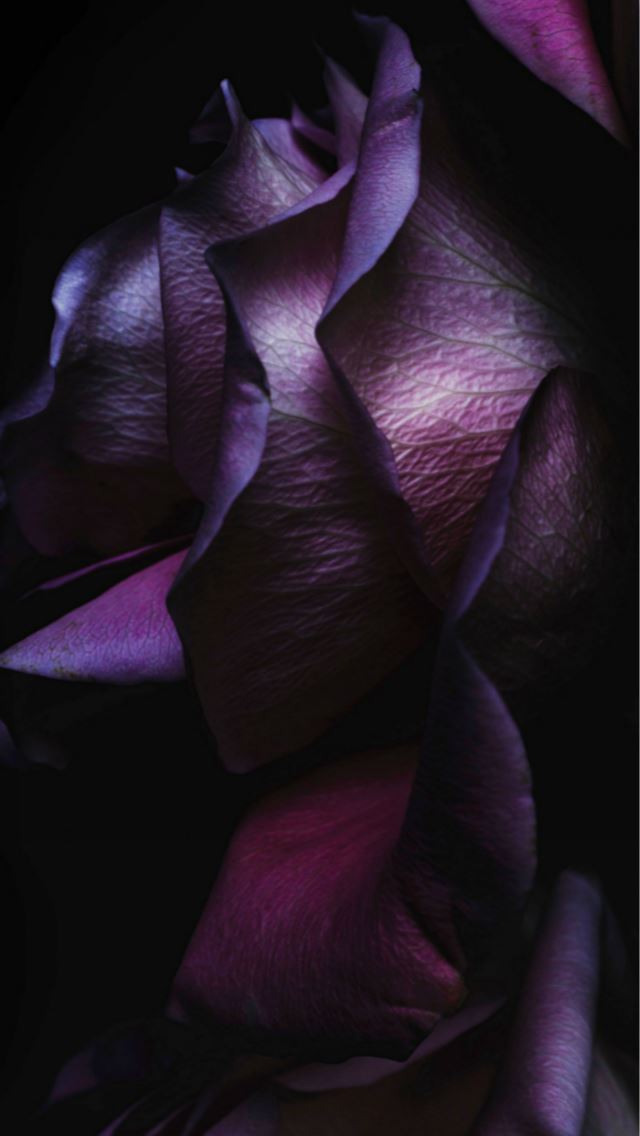 640x1136 Dark Purple Elegant Rose Petal Macro IOS9 Wallpaper Art - ios9 wallpaper iPhone Wallpaper