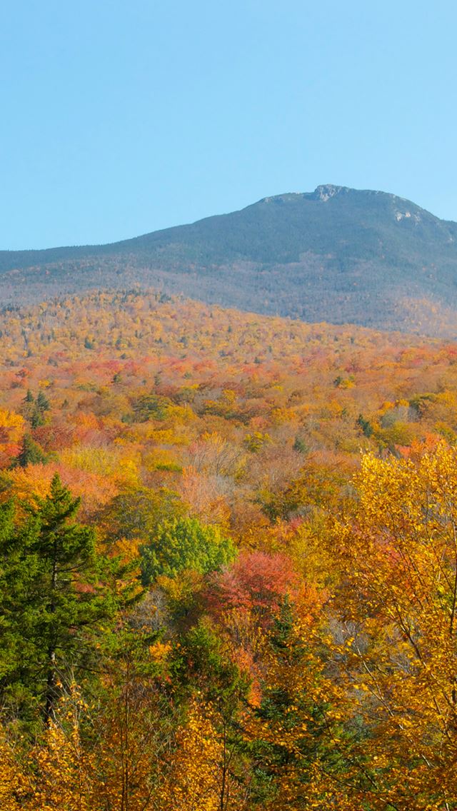 640x1136 Fall Forest Wood Nature Red Yellow - hill iPhone Wallpaper