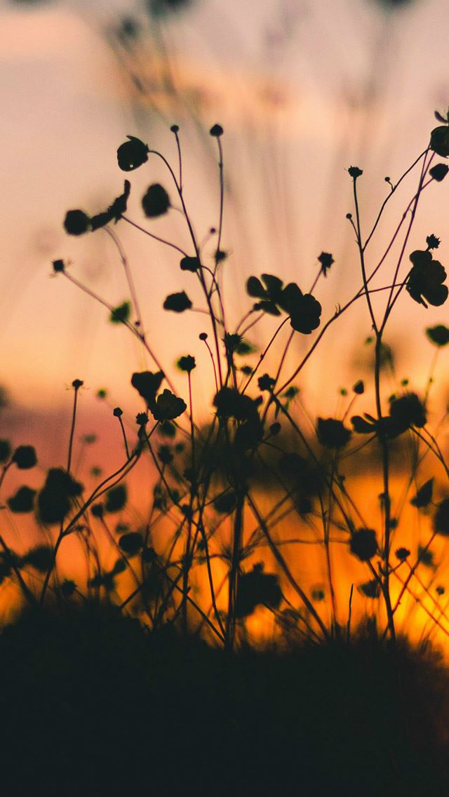 640x1136 Night Nature Flower Sunset Dark Shadow -  iPhone Wallpaper