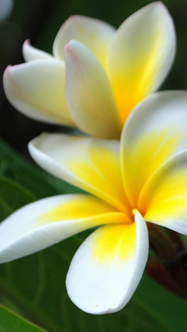 640x1136 Fresh Plumeria Rubra Flower Macro - macro iPhone Wallpaper