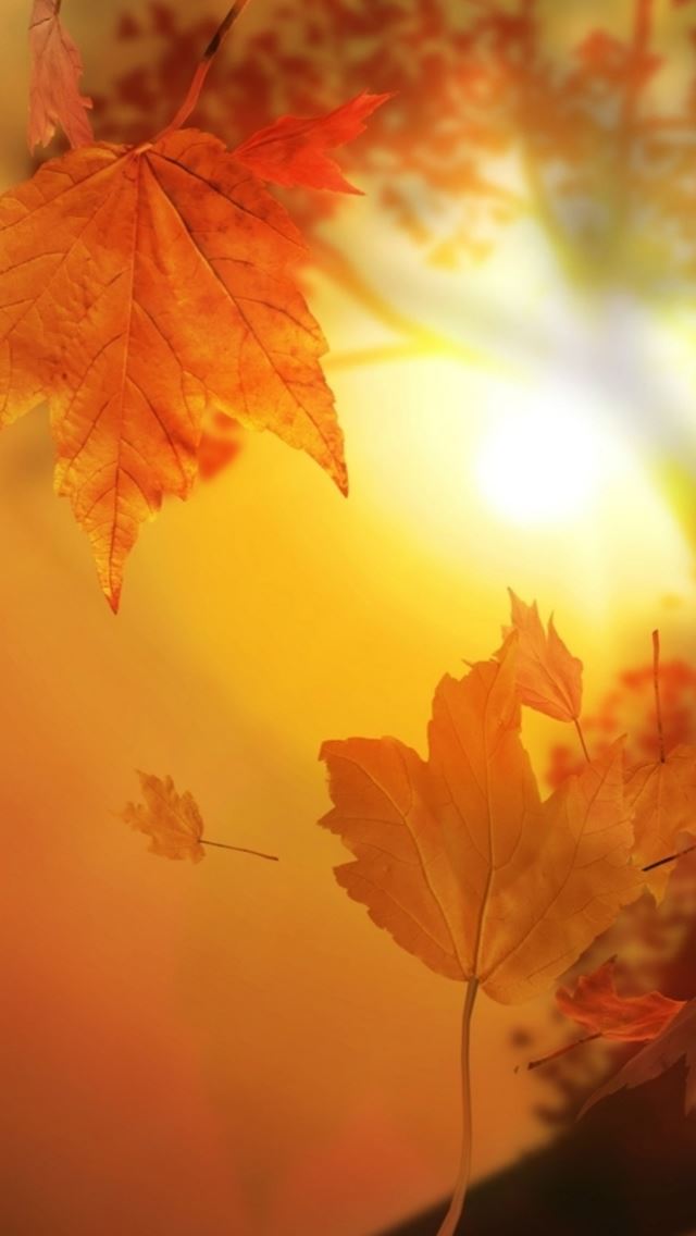 640x1136 Beautiful Autumn Falling Yellow Leaves Sunshine - shadow iPhone Wallpaper