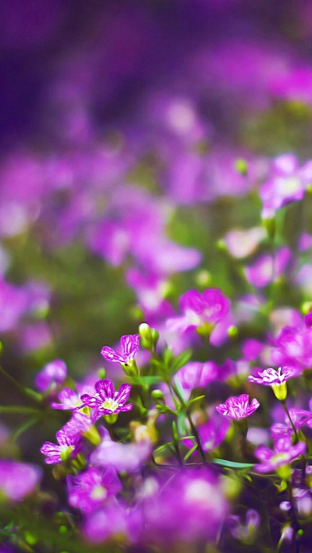 640x1136 Beautiful Purple Flower Field Blur Bokeh - garden iPhone Wallpaper