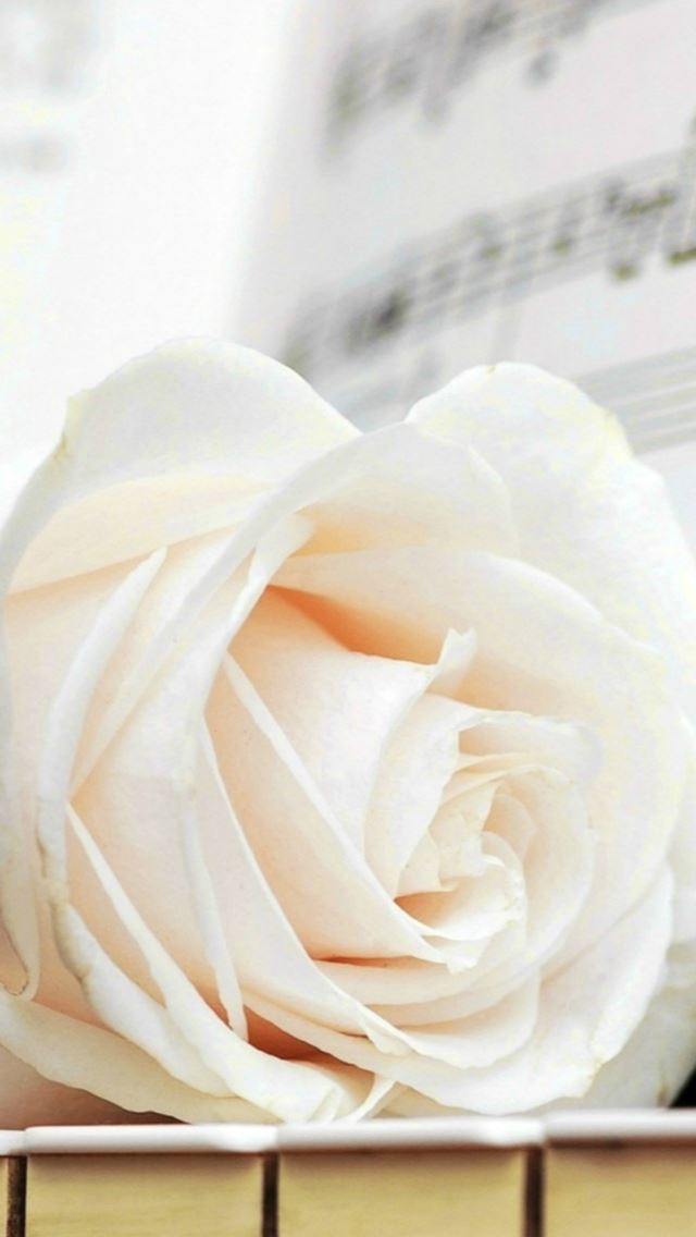 640x1136 Pure White Rose Music Note - wooden iPhone Wallpaper