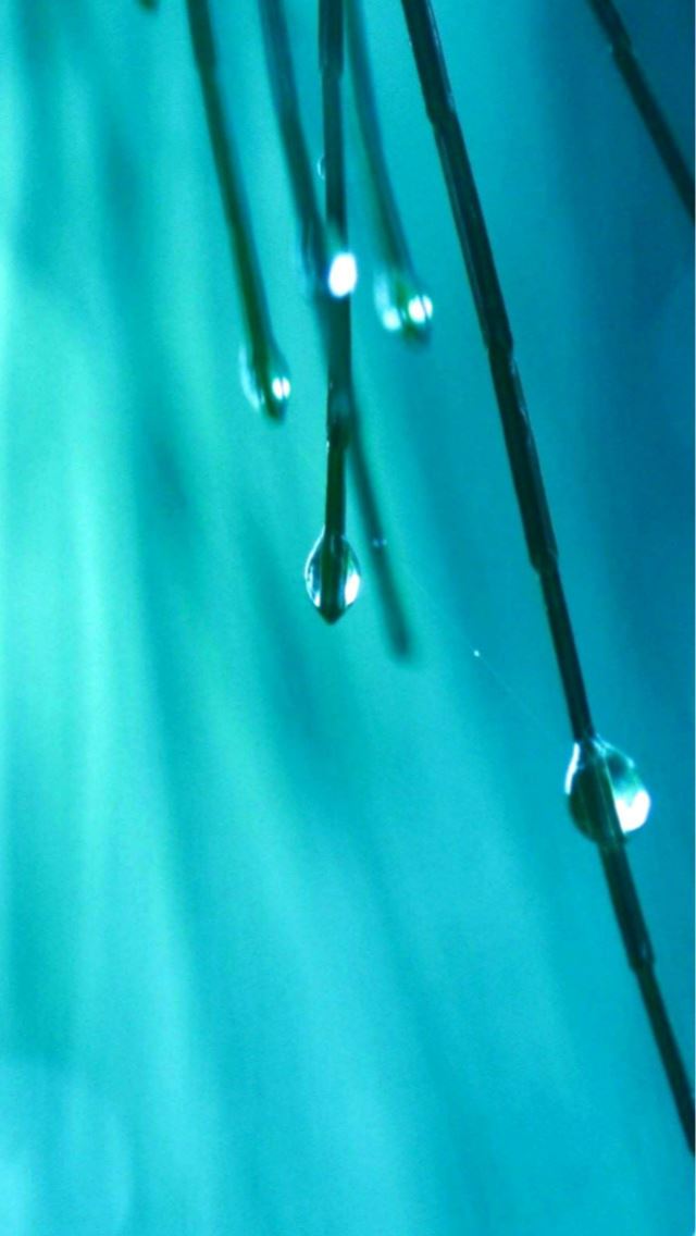 640x1136 Grass Threads Water Drops - green iPhone Wallpaper
