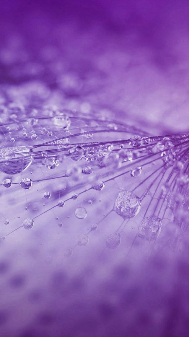 640x1136 Nature Rrain Drop Flower Purple Pattern - pure iPhone Wallpaper