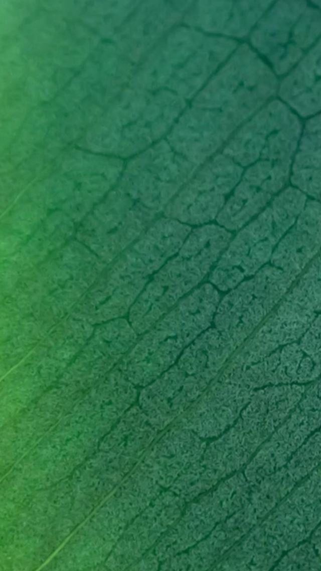 640x1136 Natural Green Leaf Context Texture Pattern Art - natural iPhone Wallpaper