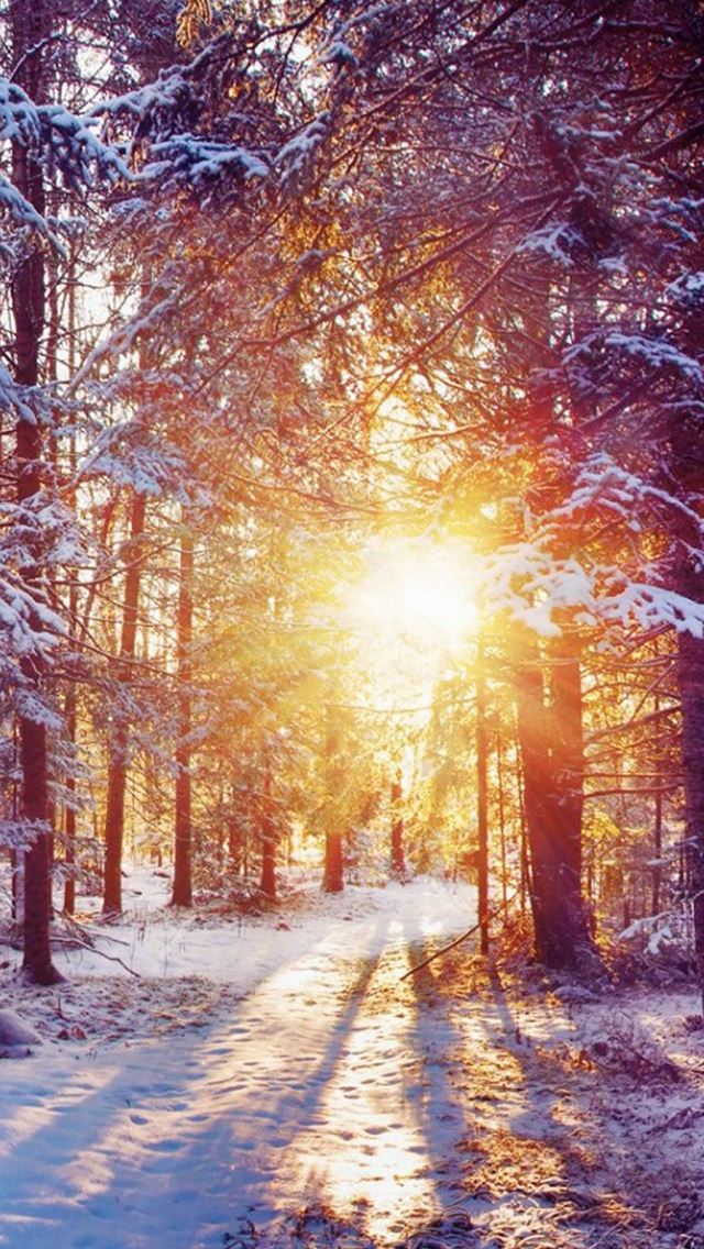 640x1136 Winter Forest Dawn Landscape - pine tree iPhone Wallpaper