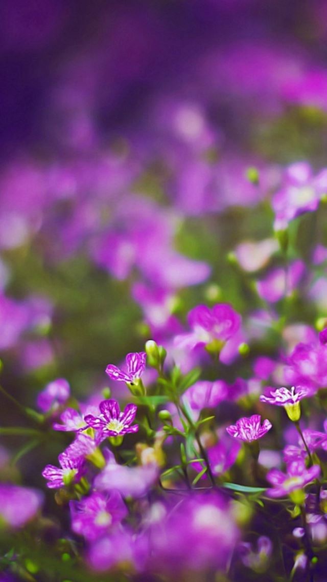 640x1136 Nature Purple Little Flower Garden Field Bokeh - garden iPhone Wallpaper