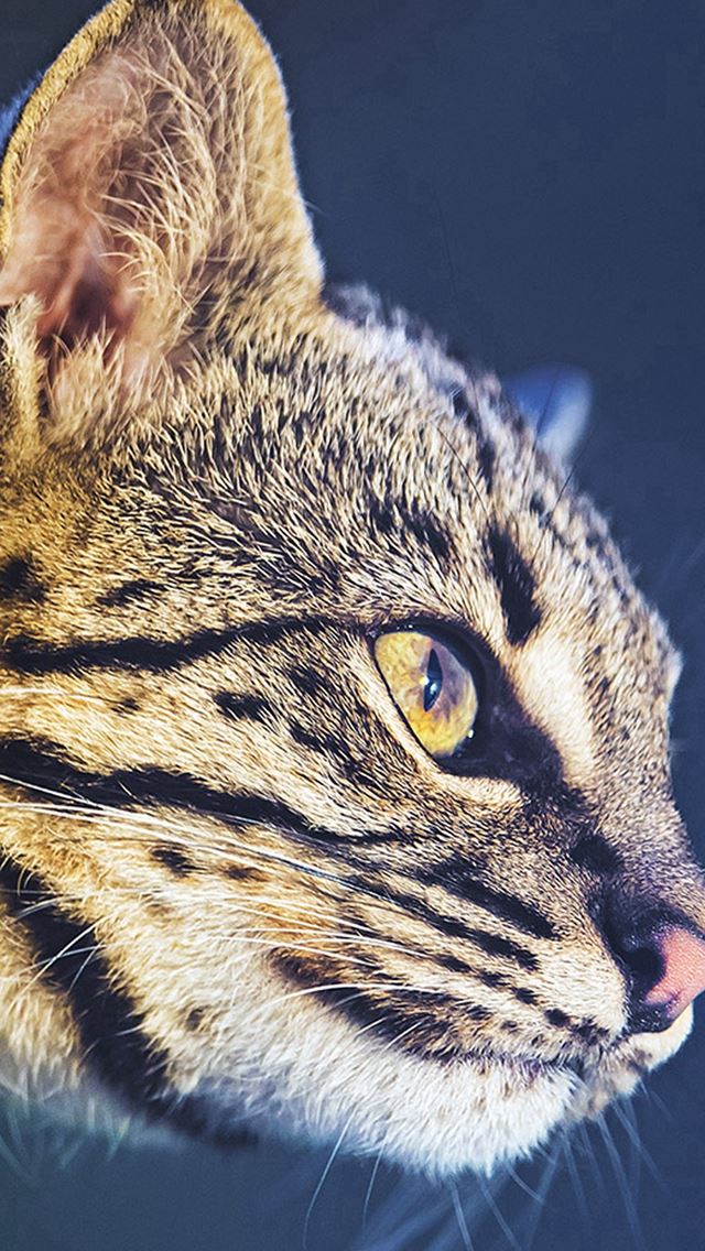 640x1136 International Cat Day Portrait - head iPhone Wallpaper