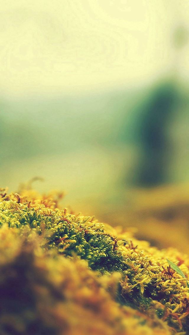 640x1136 Lovely Moss Flower Nature - bokeh iPhone Wallpaper