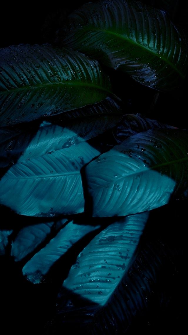 640x1136 iOS9 Night Dark Moonlight Shine Blue Leaf Macro - dew iPhone Wallpaper