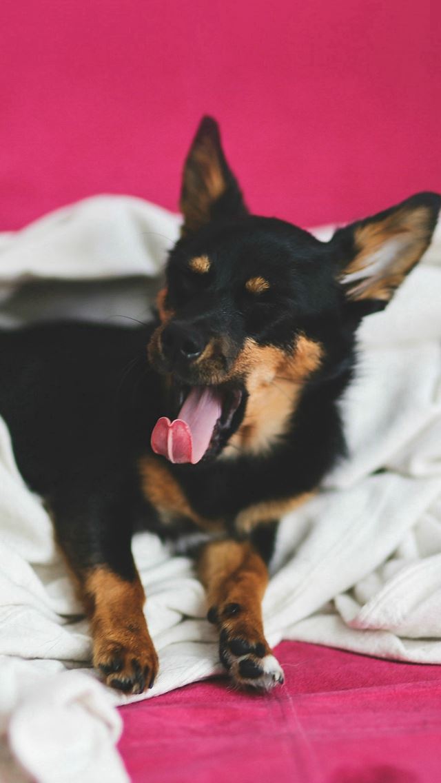 640x1136 Love Dog Yawn Cute Animal - lovely iPhone Wallpaper