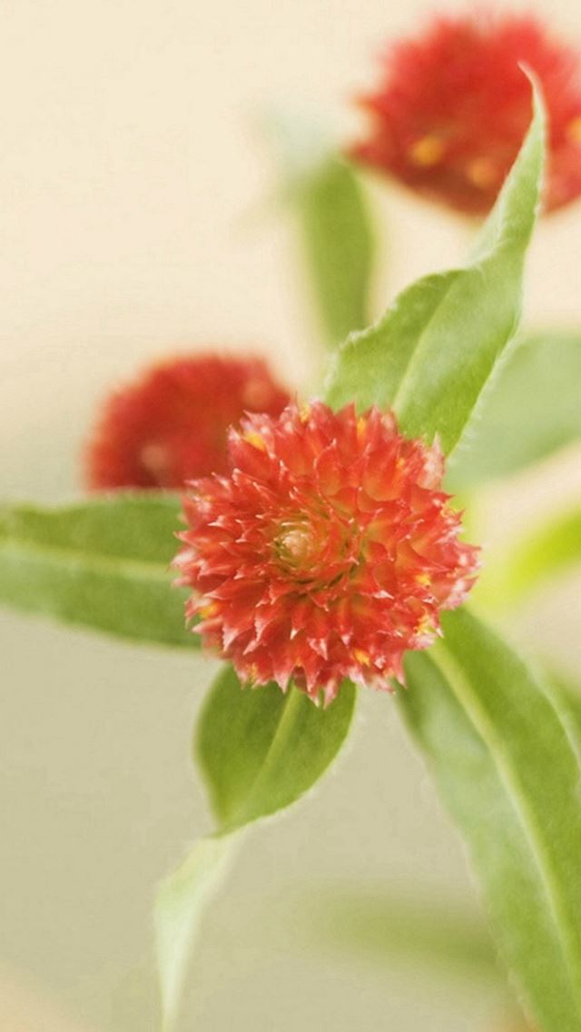 640x1136 Beautiful Natural Red Flower Plant - green iPhone Wallpaper