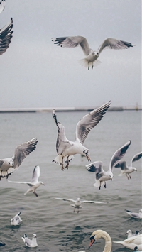 Seagull Sea Beach Port Nature Animal wallpaper
