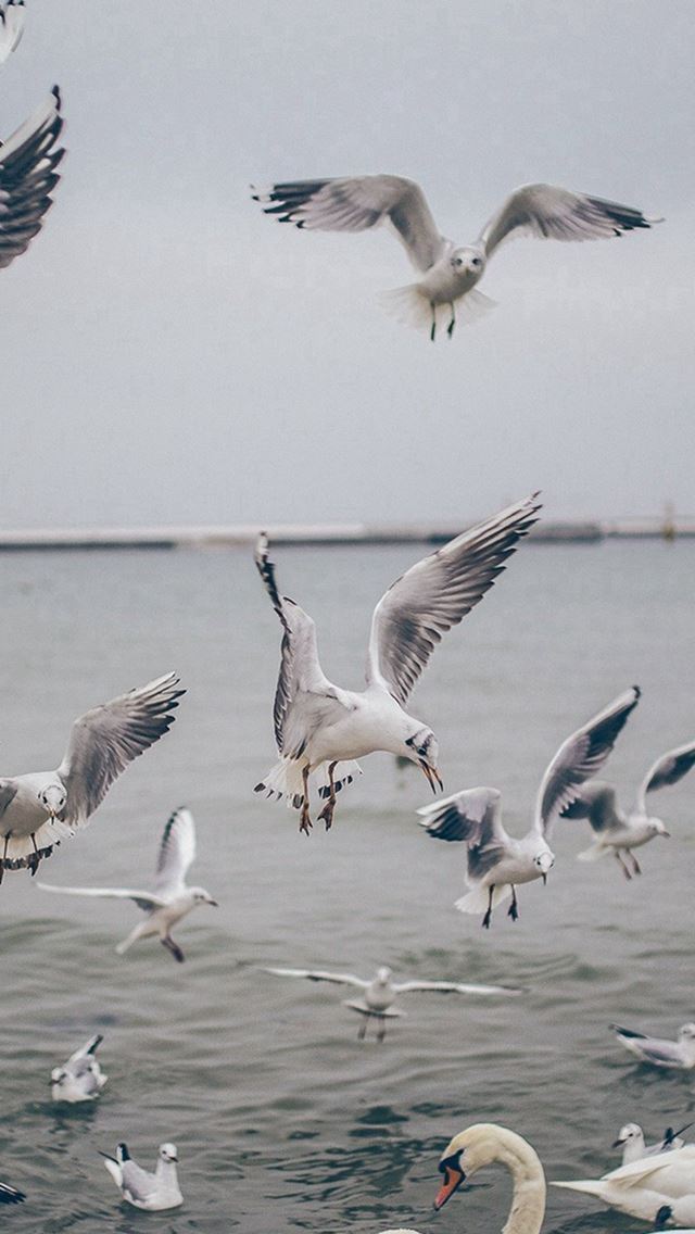 640x1136 Seagull Sea Beach Port Nature Animal - bird iPhone Wallpaper