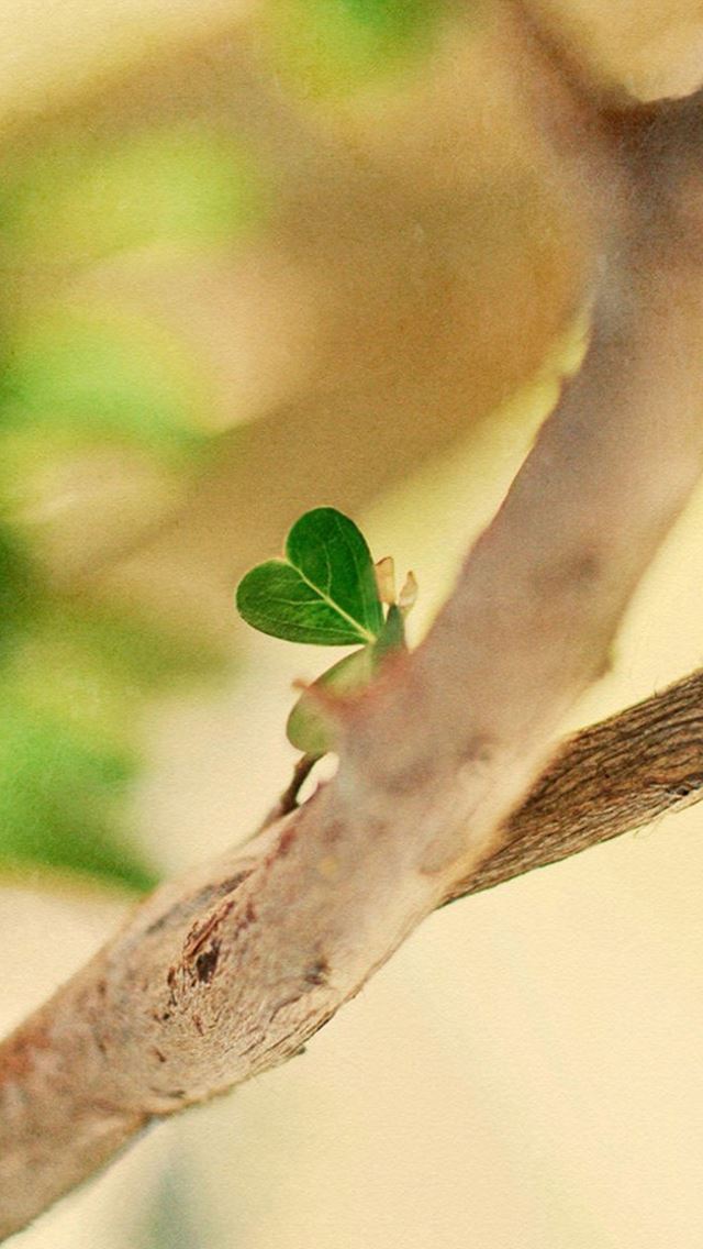 640x1136 Natural Love Shaped Leaf Twig Macro Blur - natural iPhone Wallpaper