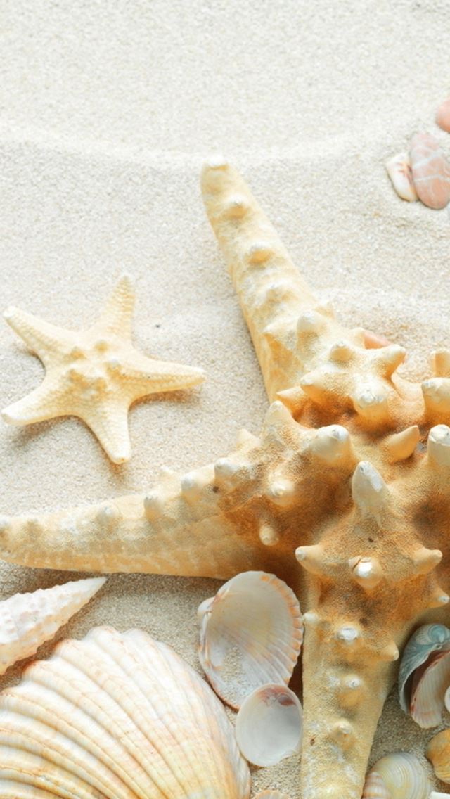 640x1136 Pure Seaside Beach Starfish Seashell - starfish iPhone Wallpaper