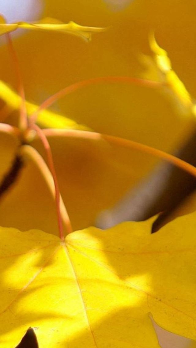640x1136 Nature Fall Autumn Yellow Leaf Macro - autumn iPhone Wallpaper