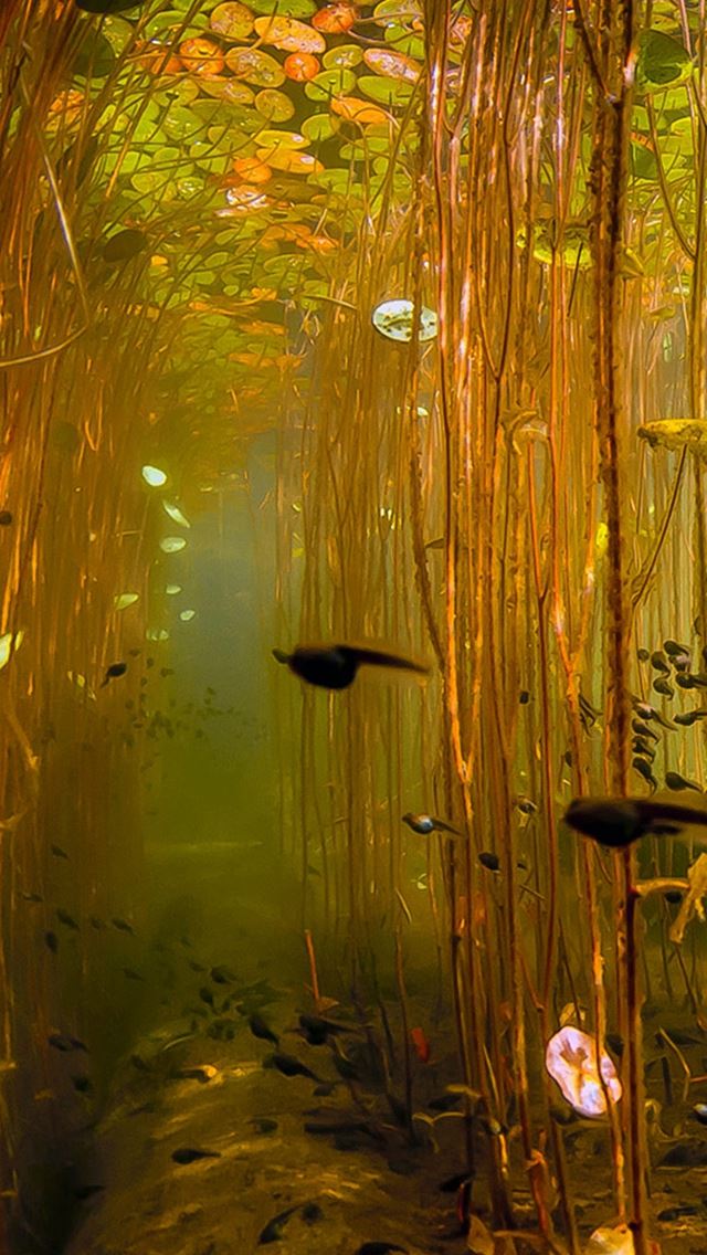640x1136 Water Tadpoles Underwater - underwater iPhone Wallpaper