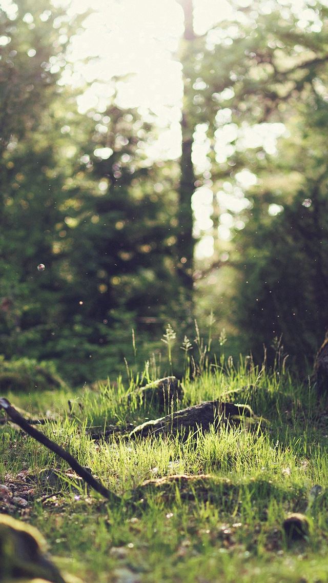 640x1136 Forest Green Nature Tree - flare iPhone Wallpaper