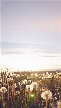 Nature Love Flower Flare Dandelion wallpaper