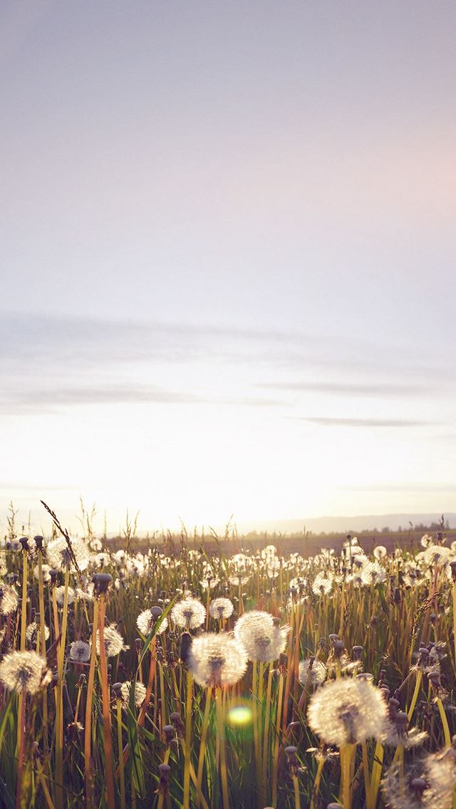 640x1136 Nature Love Flower Flare Dandelion - fifa iPhone Wallpaper