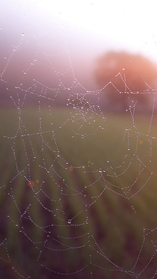 Spider Web Wallpapers 43 Top Free Spider Web Photos For Tablet | Free spider,  Web photos, Amazing hd wallpapers