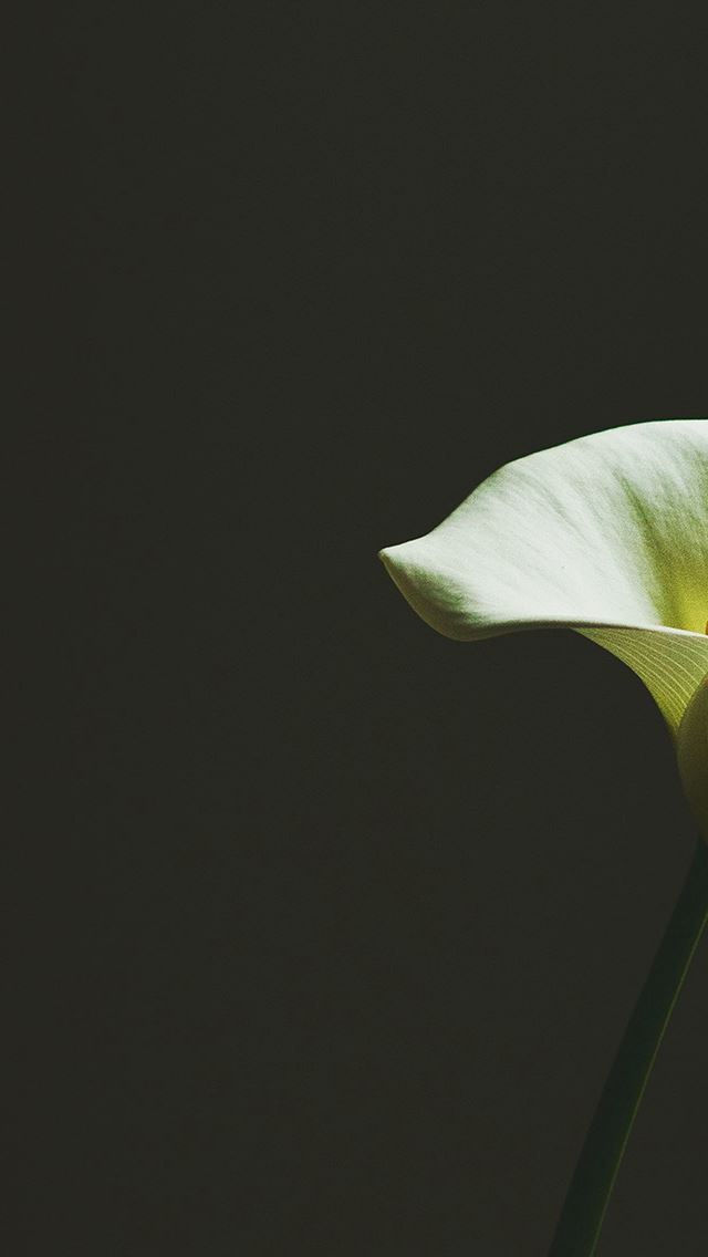 640x1136 Lily Flower Minimal Simple Green Nature - lily iPhone Wallpaper