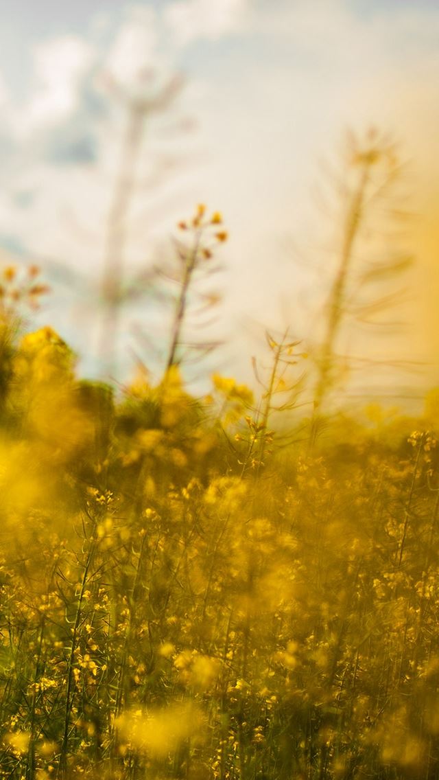 640x1136 Nature Yellow Cole Flower Bokeh Spring Happy - spring iPhone Wallpaper