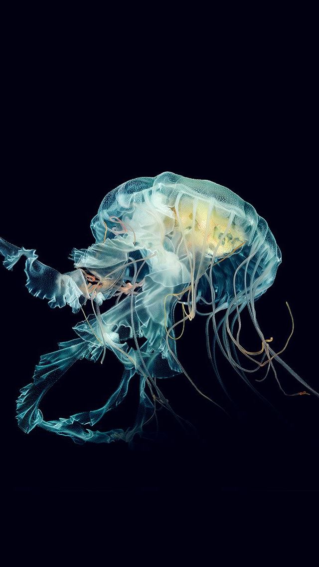 640x1136 Apple Watch Wallpaper Jellyfish Art Nature Blue - wallpaper iPhone Wallpaper