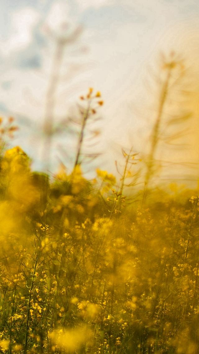 640x1136 Nature Yellow Flower Bokeh Spring Happy - bokeh iPhone Wallpaper
