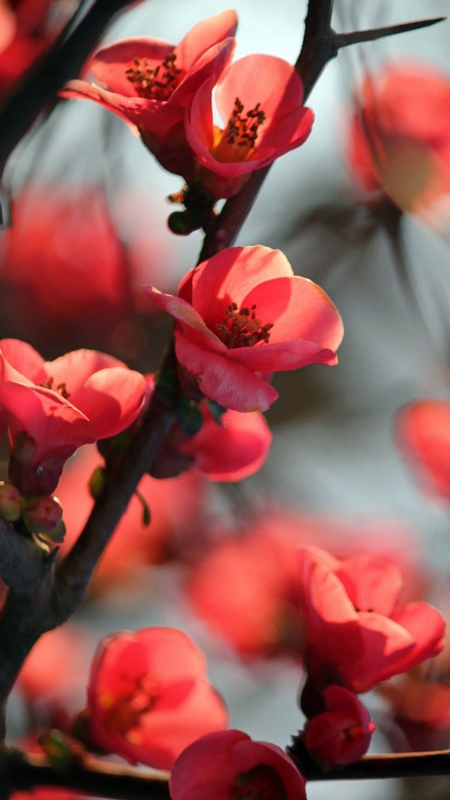 Red Cherry Tree Flowers iPhone wallpaper 