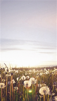 Beautiful dandelions 2K wallpaper download