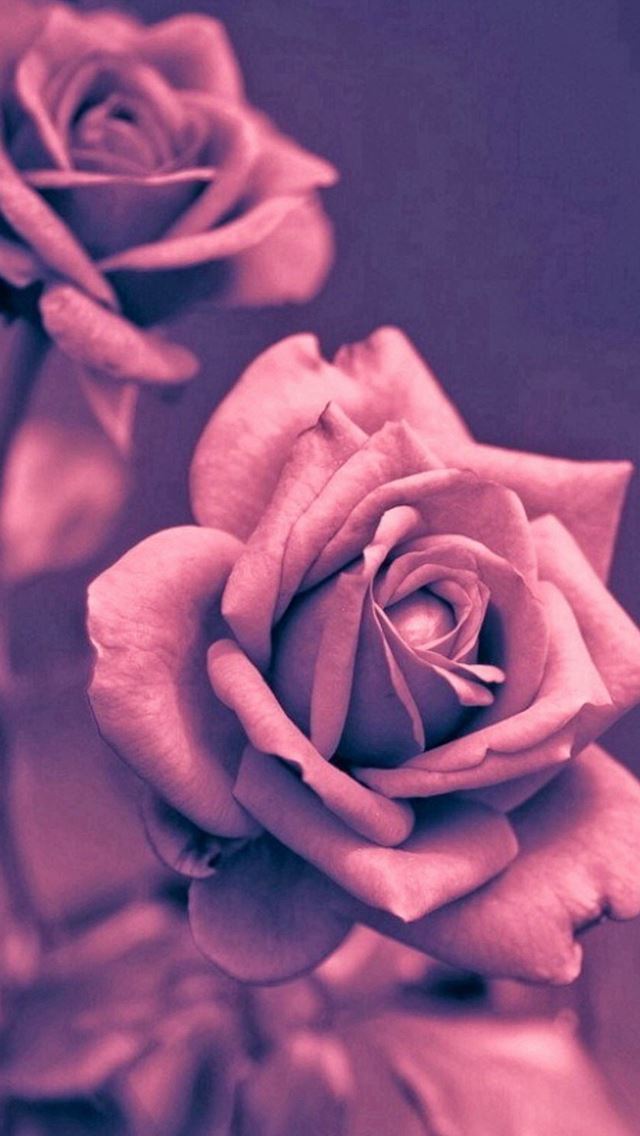 640x1136 Beautiful Pink Rose Closeup  - retro iPhone Wallpaper