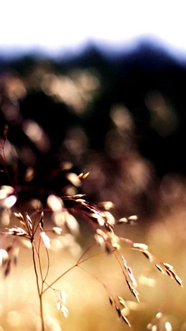 640x1136 Nature Weed Plant Field Flare Scenery - weed iPhone Wallpaper