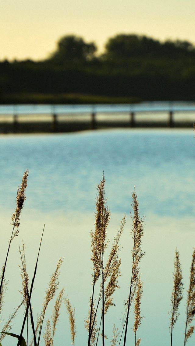 640x1136 Lake View Flower Water Calm Nature Bokeh - view iPhone Wallpaper