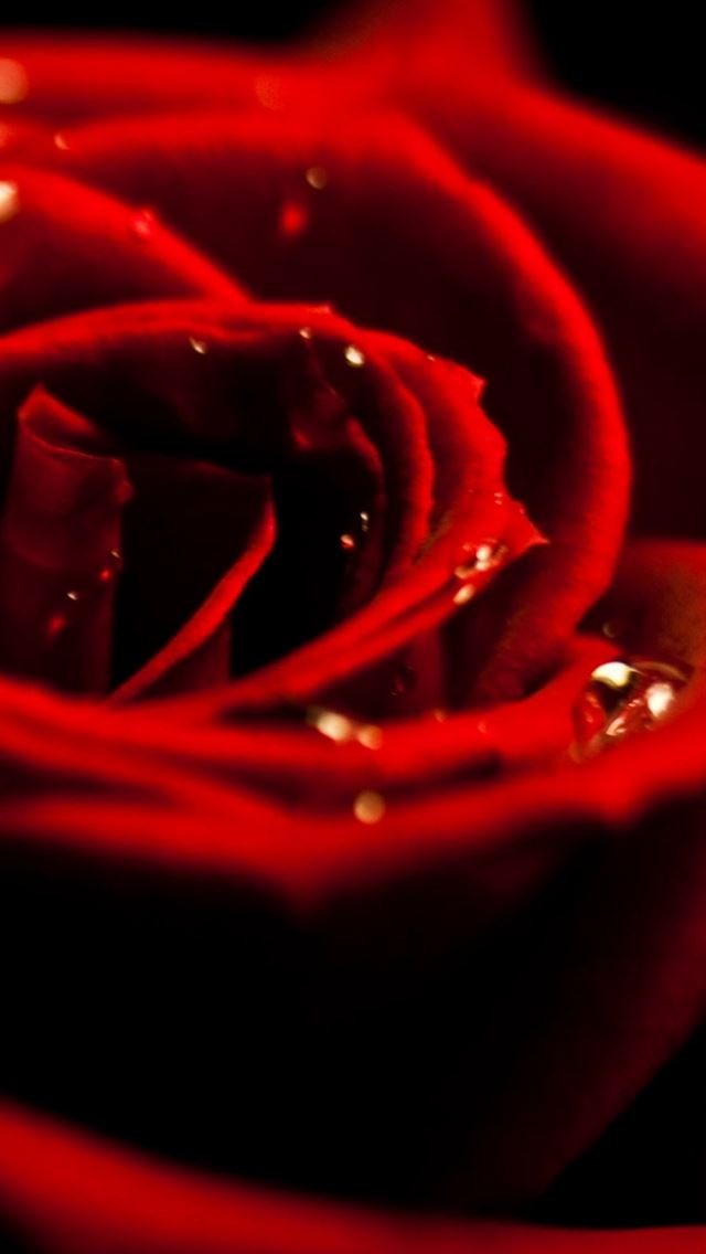 640x1136 Red Rose Dew Closeup -  iPhone Wallpaper