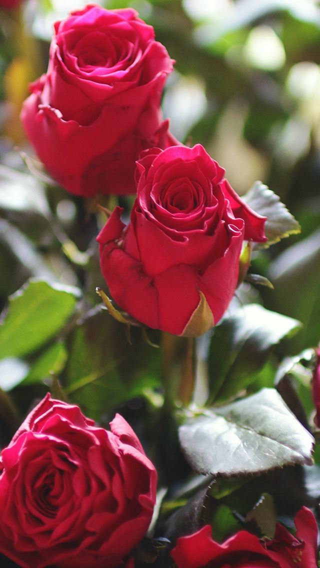 640x1136 Nature Red Rose Flower Gift Bouquet - bokeh iPhone Wallpaper