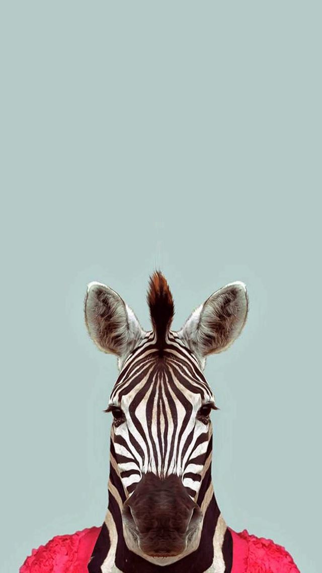 640x1136 Zebra Funny Animal Portrait - funny iPhone Wallpaper