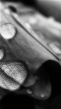 Rain Drops Dew Closeup wallpaper