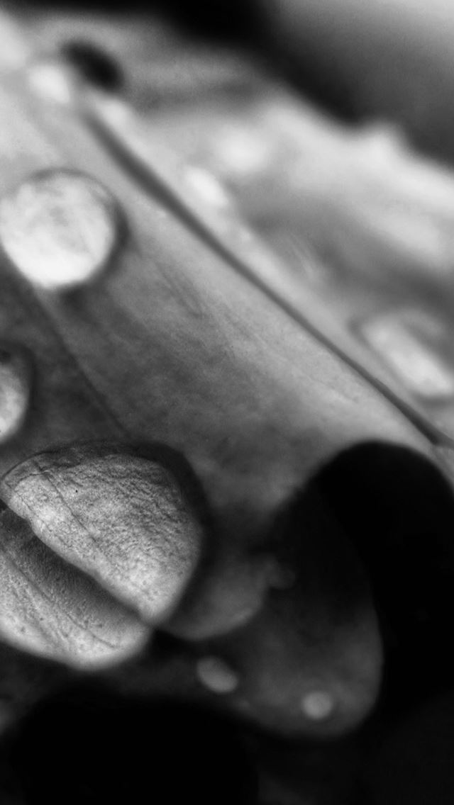 640x1136 Rain Drops Dew Closeup - macro iPhone Wallpaper