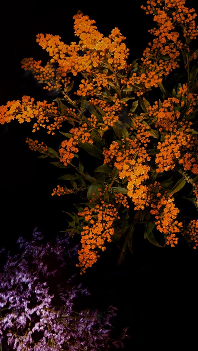 640x1136 IOS9 Flower Branch Art - wallpaper iPhone Wallpaper