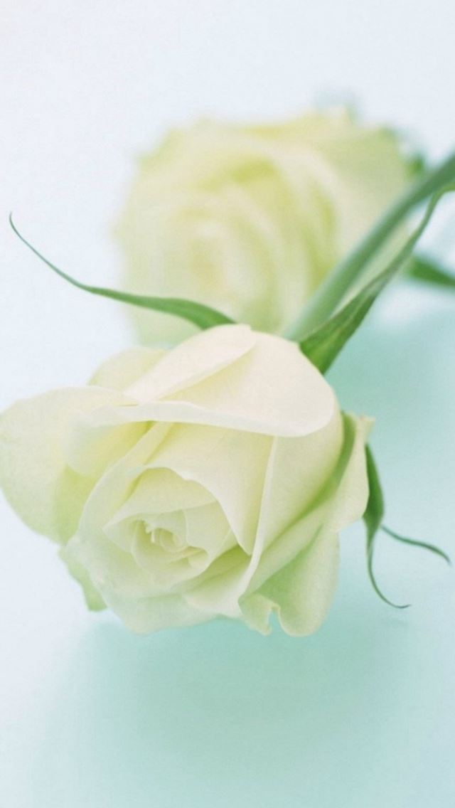640x1136 Pure Elegant White Rose Flower - pure iPhone Wallpaper