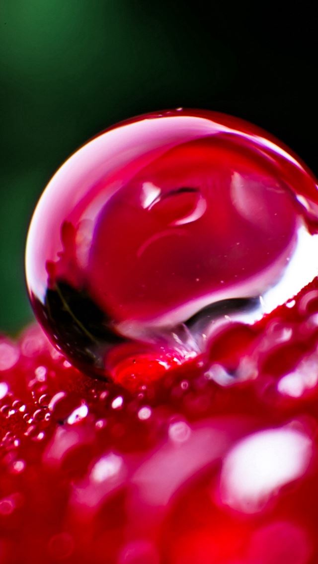 640x1136 Macro Wonderful Crystal Petal Drop - global iPhone Wallpaper