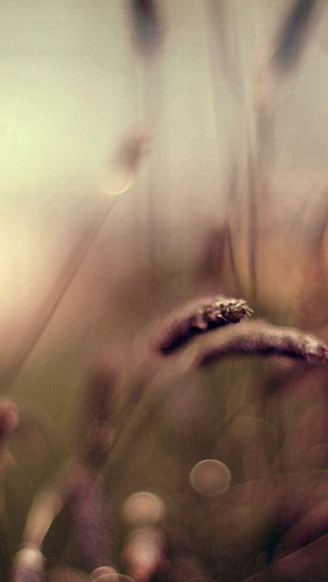 640x1136 Brown Wheat Field Bokeh Scenery - weed iPhone Wallpaper